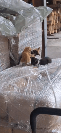 Mother Cat Nurses Kittens in Industrial Area, Gabrovo