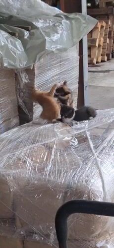 Mother Cat Nurses Kittens in Industrial Area, Gabrovo