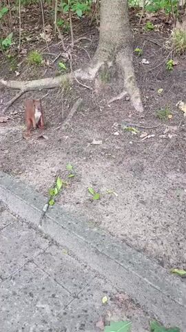 The video shows a squirrel on a dirt path next to a paved walkway. The squirrel is brown with a bushy tail. It appears to be looking at something off-camera. The squirrel then scampers away across the paved walkway. The environment is outdoors with trees and foliage in the background.