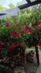 Garden roses bloom in residential outdoor space documentation