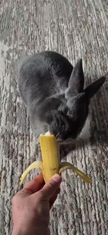 A gray rabbit is being fed a piece of banana by a person. The rabbit is in focus and is eating the banana. The banana is peeled and being held by a hand. The background is a carpet.