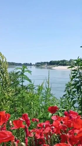 Peaceful river afternoon documented in Viadana, Italy