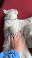 Morning domestic moments: woman and cat captured in Choeng Thale