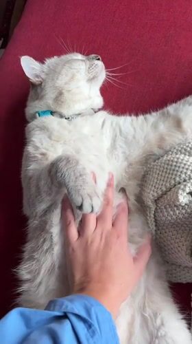 Morning domestic moments: woman and cat captured in Choeng Thale