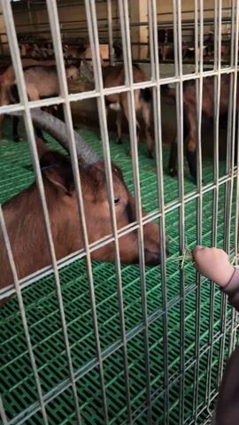 A child feeds a brown goat grass through a cage in a barn. The goat has large curved horns. Several other goats stand behind it. The cage floor is green. The barn has metal gates enclosing each pen. The lighting is bright. The camera angle is from the side of the cage. The child's arm extends into the cage to offer grass to the goat, which then pulls it into its mouth. The goats bleat.