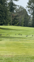 Evening golf course activity captured in Burnaby, Canada