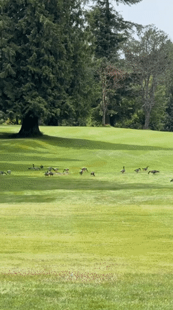 Evening golf course activity captured in Burnaby, Canada