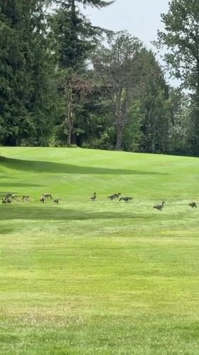 Evening golf course activity captured in Burnaby, Canada