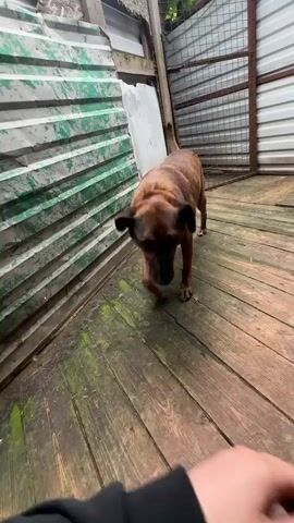Inside a wooden shed, a brown and brindle dog is being petted by a person wearing a black sweatshirt. The person crouches, and pulls the dog into their lap. The dog leans into the person and seems to enjoy the attention.  The shed has corrugated metal on the walls, and the floor is made of wooden planks. A black bucket sits in the corner of the shed.