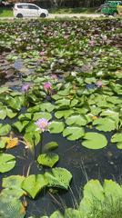 Tourist documents scenic pond visit in Vietnam
