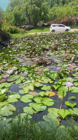 Tourist documents scenic pond visit in Vietnam