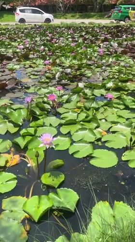 Tourist documents scenic pond visit in Vietnam