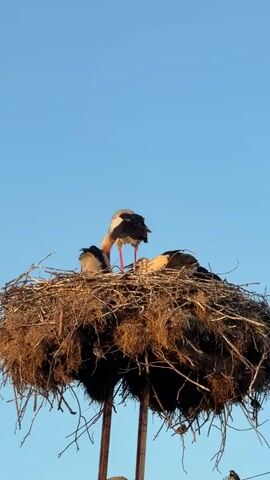 A low-angle, full shot captures a large, twig-and-straw nest perched atop two vertical poles against a clear, light blue sky. Within the nest, three young storks are gathered. The parent stork, with its black and white plumage and red legs and beak, stands in the center of the nest, actively feeding one of the young storks, which is positioned to the left and facing the parent. The young stork on the left is partially obscured by the parent's body. Another young stork is visible to the right, its head turned away from the camera and towards the center of the nest, appearing to be resting. The nest is densely constructed with an abundance of dry grass and twigs, creating a rustic and natural setting.