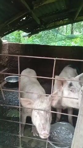 The video shows two pigs in an enclosure. One pig is facing the camera, and the other is partially visible behind it. The enclosure appears to be made of metal bars and has a roof made of corrugated metal and netting. There is a metal bowl on the left side of the enclosure. The ground is wet and muddy. The pigs appear to be standing and looking around.