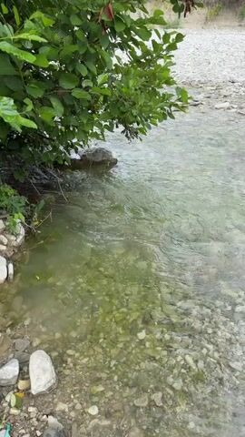 The video shows a shallow, clear river with a rocky bottom. Green bushes overhang the water on the left side of the frame. The water is flowing gently, creating ripples. The lighting suggests it is daytime.