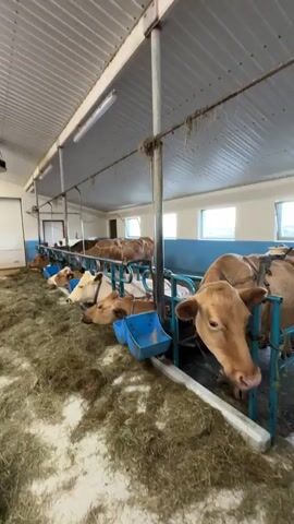 The video shows the interior of a spacious barn or stable, likely a dairy farm, where numerous cows are housed in individual stalls. The floor is largely covered with dry hay or straw, indicating bedding and feeding areas.

On both sides of a central aisle, rows of cows are visible. The cows are predominantly various shades of brown, with some exhibiting white markings. They are either lying down or standing calmly within their stalls, which are partitioned by metal bars painted blue and silver. Many cows are seen eating from blue plastic feeding troughs attached to their stalls or directly from the hay on the ground.

The barn has a corrugated metal ceiling fitted with several long fluorescent light fixtures, providing illumination. At one end of the barn, a large white garage-style door is visible, likely serving as an entrance or exit for vehicles or animals. Further back, light can be seen entering through windows on the side walls, suggesting it is daytime. The overall impression is one of a clean and functional agricultural environment designed for housing and feeding livestock. No people are visible in the video, and the cows appear calm and well-cared for. There is no visible text.