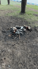 Day trip documented around Izhevsk forests and wildlife facility
