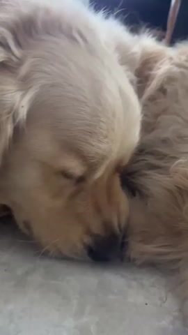 A close-up, eye-level shot focuses on a golden retriever puppy sleeping on a light-colored tiled floor. The puppy is curled up with its head resting on its paws and body. Its eyes are closed, and its light brown fur is fluffy and slightly messy. In some frames, the puppy's tongue is visible as it licks its nose or mouth. The background is out of focus, showing hints of furniture, possibly a chair.