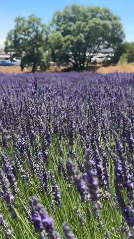 The video pans across a field of lavender under a clear blue sky. The lavender is in full bloom, with vibrant purple stalks stretching upwards. In the background, several large trees stand against a hazy horizon. Some distant buildings and cars are visible behind the trees, suggesting a rural or semi-rural setting. The sunlight casts a bright glow over the scene, highlighting the textures of the lavender and the leaves of the trees. The focus is on the vastness of the lavender field, creating a sense of natural beauty and tranquility.