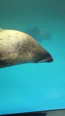 The video captures a seal swimming underwater in an aquarium. The seal is a light brown color with darker spots and has visible whiskers. It is shown swimming from left to right across the frame, with its body partially submerged in the clear blue water. The camera angle is from slightly above and to the side of the tank. There are some reflections on the glass of the tank, obscuring parts of the background. At the bottom of the frame, the edge of the aquarium tank is visible, along with a yellow sticker.