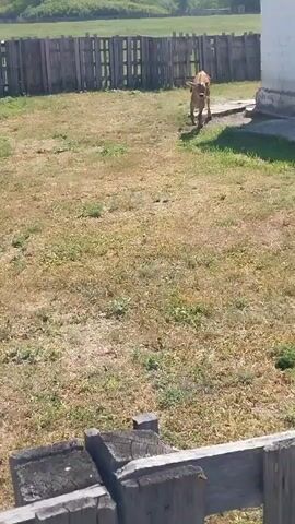 A brown calf is walking in a yard with dry grass. The calf has yellow tags on its ears. A bird is sitting on the calf's back. The calf is walking towards a white building with a blueish shadow on the lower part of the wall. There is a wooden fence in the background.