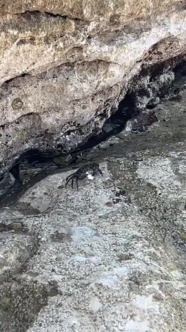 The video shows a crab on a rock with a white object in its claws. The rock is rough and textured, with crevices and barnacles. The crab is dark-colored with prominent legs and claws. The background appears to be a rocky overhang or cave. The lighting suggests an outdoor environment, possibly near the sea.