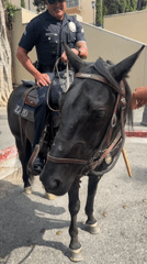 LAPD mounted officer conducts routine patrol in downtown Los Angeles