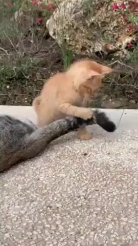 An orange kitten is playing with the tail of a larger gray cat on a speckled stone patio. The kitten bats at the tail, grabbing it with its paws, then jumps back. In the background is a small patch of green vegetation with small pink flowers, and a light-colored rock. A voice can be heard in the background.