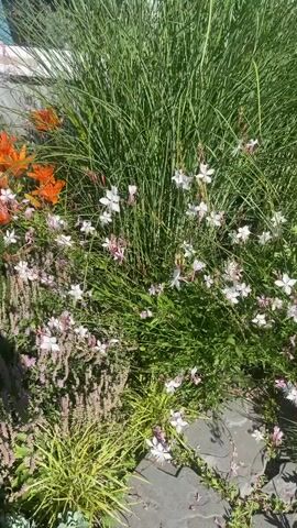 A cluster of delicate, star-shaped white and pink flowers, identified as Gaura lindheimeri, are in full bloom amidst lush green foliage. The flowers are arranged on slender stems, giving them a graceful, airy appearance. The background features tall, upright blades of grass, possibly ornamental grass, which create a textured contrast to the softer blooms. To the left, a hint of bright orange flowers, possibly lilies, peeks through, adding a pop of vibrant color to the scene. The ground beneath the plants is paved with dark, flat stones, suggesting a garden pathway or patio. The overall scene evokes a sense of natural beauty and tranquility, with the gentle movement of the plants suggesting a light breeze.