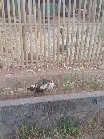 A video shows a black and white duck on the ground in front of a bamboo fence. The duck is partially obscured by grass and appears to be pecking at something. Behind the fence, there are more white objects scattered on the ground. The video is shaky and the lighting is poor, making it difficult to discern finer details.