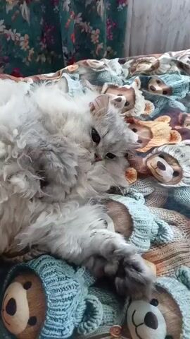 A fluffy gray and white cat with dark eyes lies on a blanket patterned with teddy bears. The cat is looking slightly to the left with its head tilted. The blanket is a mix of blues and browns. The cat's tail is visible on the right side of the frame. The video is short and mostly static.