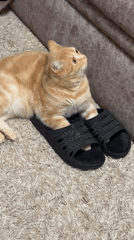 Cat lounges with sandals on indoor rug