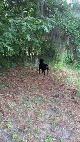 A Rottweiler dog is standing in a wooded area with pine needles and leaves on the ground. Another Rottweiler dog walks into the frame from the lower left and then bends down to sniff the ground. The two dogs are separated by a distance of about 10 feet. The trees in the background are covered in Spanish moss.