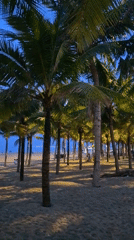 Beachfront festival documented in Đà Nẵng with food stalls and nighttime activities