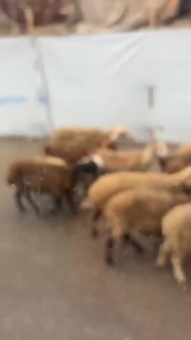 The video shows a slightly blurry scene with two light-colored sheep in the foreground. Behind them, a white tarpaulin with the UNICEF logo is visible. To the right of the sheep, another sheep can be seen. In the background, there are tents or makeshift shelters, and some vegetation, possibly olive trees. A person wearing a hooded jacket and carrying a backpack walks past the UNICEF tarpaulin from left to right. The ground appears to be wet, suggesting it might be raining or has recently rained. The overall environment seems to be a camp or settlement.