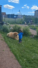 Kid and fluffy dog spend a morning in a Kempelevo backyard