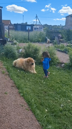 Kid and fluffy dog spend a morning in a Kempelevo backyard