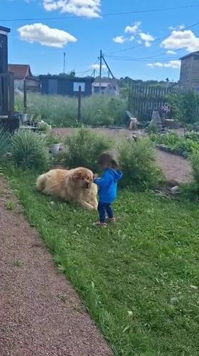 Kid and fluffy dog spend a morning in a Kempelevo backyard