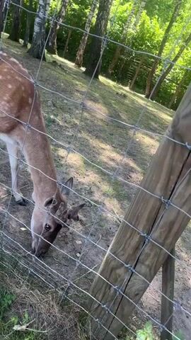 A deer with white spots on its back is grazing on the ground behind a wire fence in a wooded area. The deer is facing downwards, with its head near the ground. The background shows trees and sunlight filtering through the leaves.