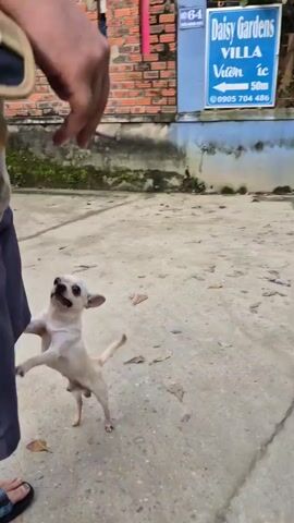 Here is a description of the video:
A small, beige Chihuahua is seen standing on its hind legs, trying to reach a person. The person is wearing blue shorts and blue sandals. The dog is excited and jumps, attempting to climb up the person's leg. The dog then gets down on all fours and stands, looking at the person. The scene takes place outdoors on a concrete surface with a brick wall in the background.