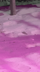 Crab spotted buried in sand under purple lighting in Indonesia