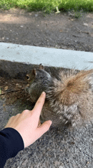 Gray squirrel spotted multiple times in Boston park