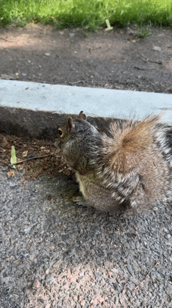 Gray squirrel spotted multiple times in Boston park