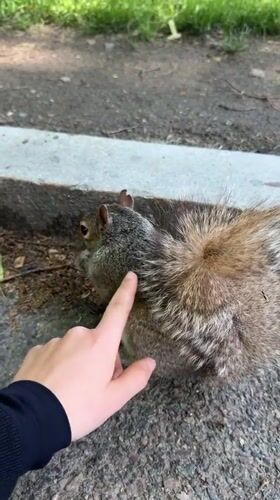 Gray squirrel spotted multiple times in Boston park