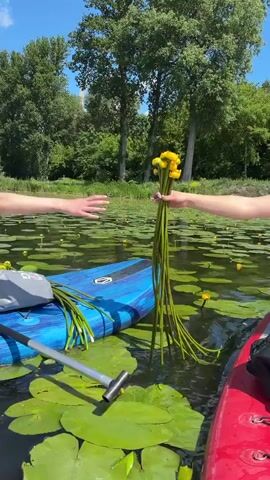 The video opens with a medium shot of two people on separate paddleboards in a body of water covered with lily pads and yellow flowers. The person on the left is holding a phone and taking a picture. The person on the right is holding a long bunch of yellow flowers with green stems and offering them to the person on the left. The person on the left is reaching out their hand towards the flowers. The paddleboard on the left is blue and white and has a gray bag on it. The paddleboard on the right is red. The background shows lush green trees and a clear blue sky. The video then focuses on the hands exchanging the flowers.