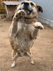 Toddler plays with dog, toys in Russian village yard