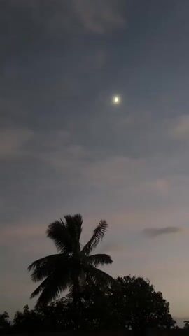 The video displays a twilight sky with a pale moon visible. Silhouetted against the sky are the fronds of a palm tree and the top of another tree or dense foliage. The sky is a gradient of gray to pale pink or peach, with wispy clouds. The lighting suggests either dawn or dusk. There are no people or specific actions depicted. The scene is static.