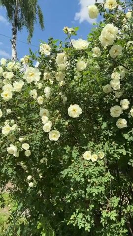 A camera pans across a dense bush covered in numerous pale yellow to white roses and green leaves under a blue sky with some clouds. Many roses are fully open, while others are in bud form. In the out-of-focus background, parts of a building and a satellite dish are visible. The scene is brightly lit by natural light.