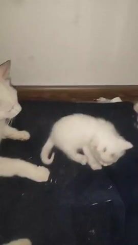 A close-up video shows several white kittens on a dark blue blanket next to a white wall and wooden floor trim. One kitten in the center foreground is scratching its ear with its hind leg. A human hand, wearing a black watch, reaches into the frame and gently touches the kitten's body. Other kittens are partially visible in the background.