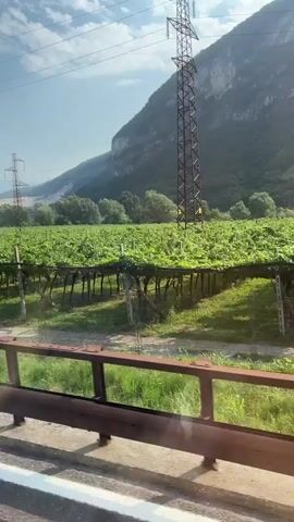 The video shows a view from a moving vehicle, likely a car or bus, looking out over a vineyard. The vineyard is lush and green, with rows of grapevines supported by trellises. In the background, a large, steep mountain rises, its slopes covered in trees and vegetation. The sky is blue with some scattered clouds, and the sun is shining, casting shadows on the road and the vineyard. There are power lines visible overhead, and a metal guardrail runs along the edge of the road in the foreground. The overall impression is of a scenic, rural landscape in a mountainous region.